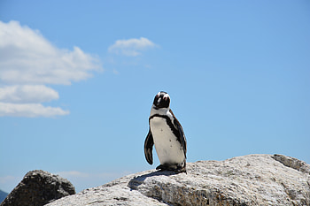 Animals, Stones, Sky, Shadow, Penguin HD wallpaper