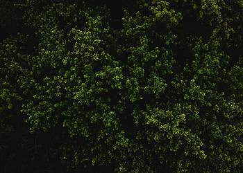 Bush, Plant, Texture, Textures HD wallpaper