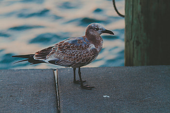 Animals, Sea, Bird, Spotty, Spotted, Gull, Seagull, Marine HD wallpaper