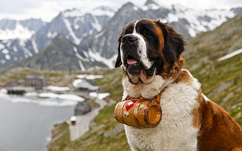 Animals, Dog, Muzzle, St. Bernard, Saint Bernard, Barrel, Cask HD wallpaper