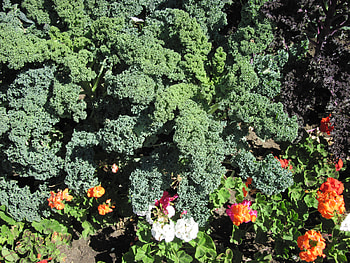A marvelous day at Edmonton garden 31, white, graphy, green, Flowers, garden, orange HD wallpaper