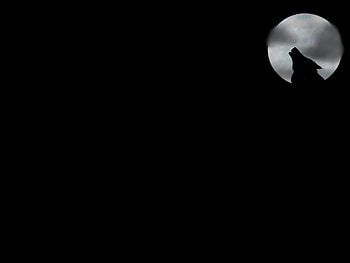 for-the-wolf-lovers, halloween, black, moon, animals, dogs, lovers, dark HD wallpaper