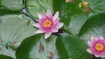 lotus HD wallpaper