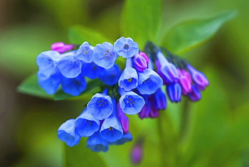 Bluebells, bluebells, blue, flowers, bluebells, green HD wallpaper