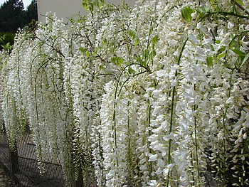 Draping White Flowers, sky, nature, flowers, architecture HD wallpaper