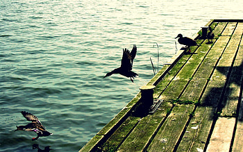 Animals, Ducks, Sea, Waves, Wood, Wooden, Flight, Wharf, Berth HD wallpaper
