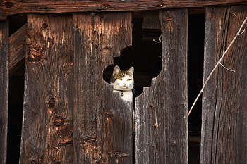 Animals, Cat, Muzzle, Fence, Peek Out, Look Out HD wallpaper