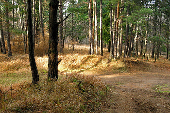 Nature, Trees, Road, Forest, September HD wallpaper