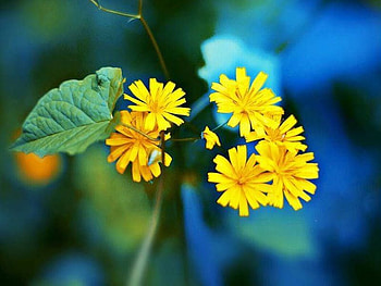 Yellow Flowers, beautiful, flowers, , yellow HD wallpaper