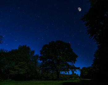 Trees, Stars, Night, Moon, Dark, Moonlight HD wallpaper