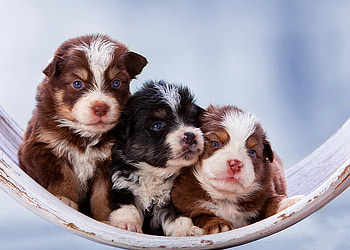 Three puppies in hammock, sweet, dogs, puppies, cute, pleasure, hammock, funny, adorable, joy, three, friends HD wallpaper