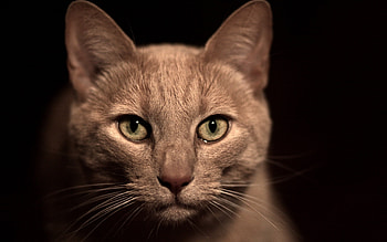 Animals, Cats HD wallpaper