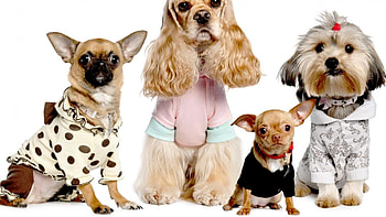 pet_models, clotes, dogs, , wallper, models, pet HD wallpaper