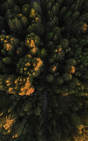 Nature, Trees, View From Above, Road, Forest HD phone wallpaper