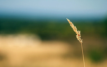 Grass, Background, Plant, Macro, Blur, Smooth HD wallpaper