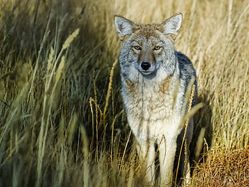 Animals, Grass, Predator, Wolf, Hunting, Hunt HD wallpaper