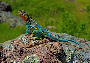 Animals, Rock, Stone, Lizard, Reptile, Scales, Scale, Amphibian HD wallpaper