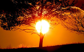 Landscape, Nature, Trees, Sunset HD wallpaper