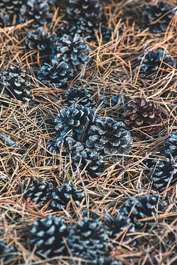 Nature, Cones, Needle, Macro, Dry HD phone wallpaper
