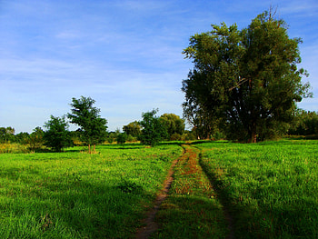 Nature, Trees, Road, Field HD wallpaper