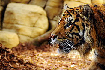 Animals, Grass, Muzzle, Predator, Big Cat, Tiger HD wallpaper