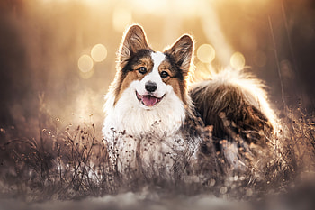 Sunlit Corgi — Animal, Animal, corgi HD wallpaper