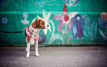 Animals, Dog, Leash, Wall, Kid, Tot, Graffiti HD wallpaper