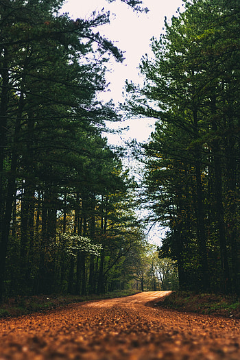 Nature, Trees, Road, Branches, Alley, Dahl, Distance HD phone wallpaper