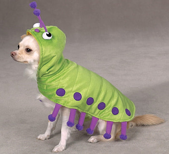 CUTIEPILLAR COSTUME, dog, halloween, cute, costume HD wallpaper