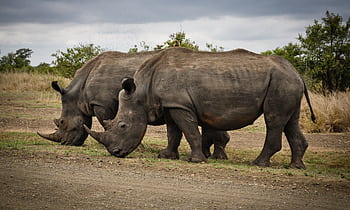 Two rhinoceroses graze in Kruger Park, showcasing the beauty of South African wildlife. HD wallpaper