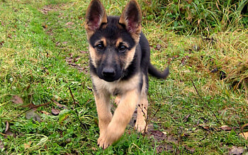 German shepherd, sweet, pay, dogs, puppies, cute, beautiful, beauty, playful, playful dog, puppy, dog face, pretty, animals, face, bubbles, lovely HD wallpaper