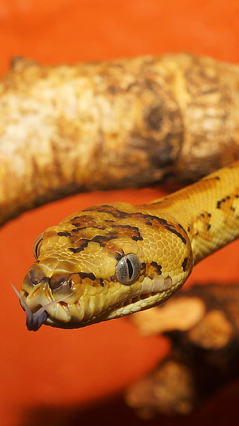 Morelia Spilota, (Carpet Python or Diamond Python), reptile, snake, Animal HD phone wallpaper