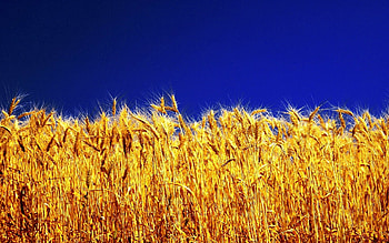 Plants, Landscape, Fields, Wheat HD wallpaper