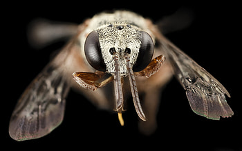 Angel-Bee, animal, angel bee, bee, insect HD wallpaper