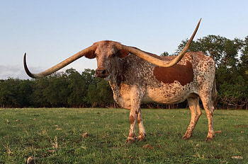 Dauntless longhorns, Horn showcase champions, Home of 2, Time HD wallpaper