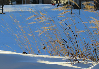 Winter Waiting, winter, nature, field, snow HD wallpaper