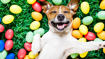 Happy Easter, dog, cute, eggs, animals HD wallpaper