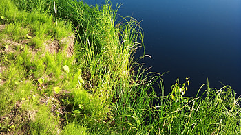 Nature, Water, Grass, Shore, Bank, Surface HD wallpaper