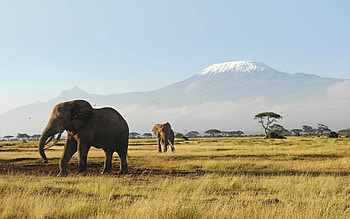 Animals, Trees, Grass, Mountains, Elephants, Stroll HD wallpaper