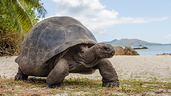 Aldabrachelys gigantea, Turtles HD wallpaper