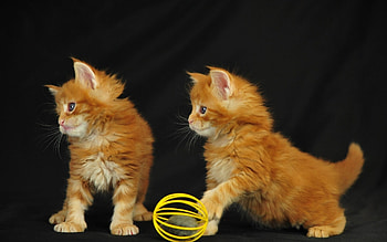 Animals, Cats HD wallpaper