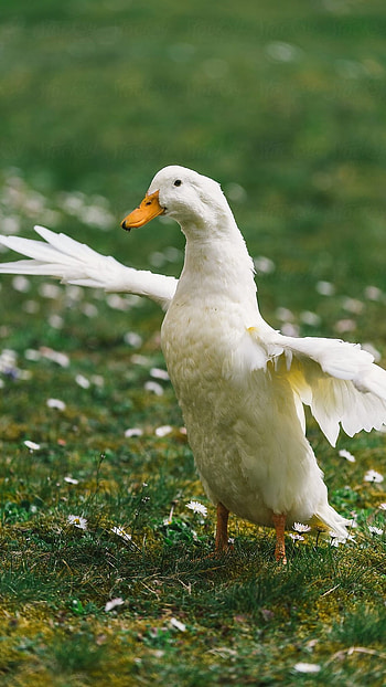 Duck, Running Duck HD phone wallpaper