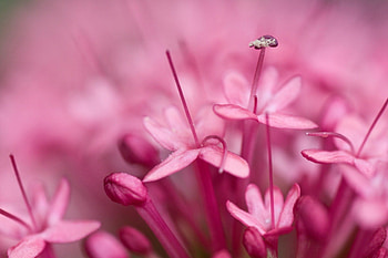 so much pink, pink, flowers, close up HD wallpaper