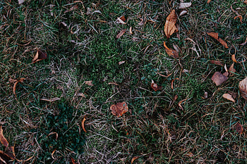 Nature, Grass, Autumn, Leaves, Foliage, Fallen HD wallpaper
