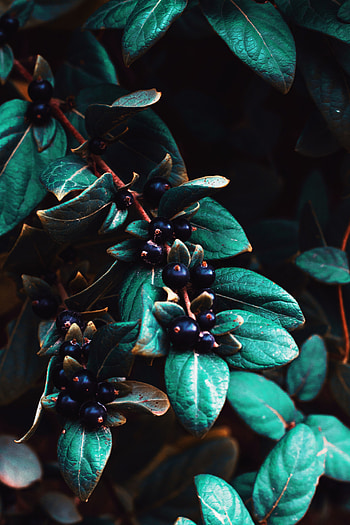 Leaves, Berries, Plant, Macro, Branches HD phone wallpaper
