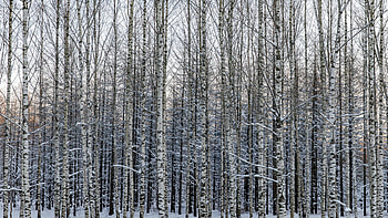 Forest birch trees, Snow winter, Nature HD wallpaper