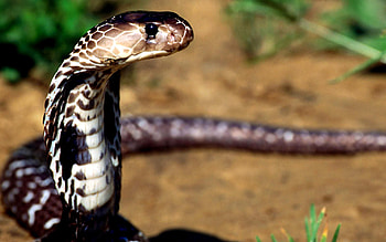 Animals, Cobra, Eyes, Snake, Poisonous HD wallpaper