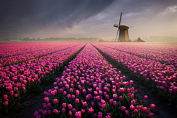 Flower Field, windmill, nature, Flower, field HD wallpaper