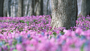 Plants, Flowers HD wallpaper