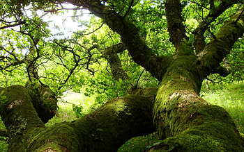 Oak Tree, Oak , Nature backgrounds, Tree beauty HD wallpaper